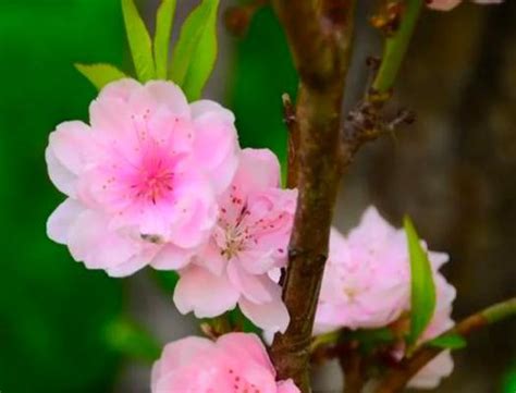 桃花寓意|桃花（桃花花语之解读与传说）